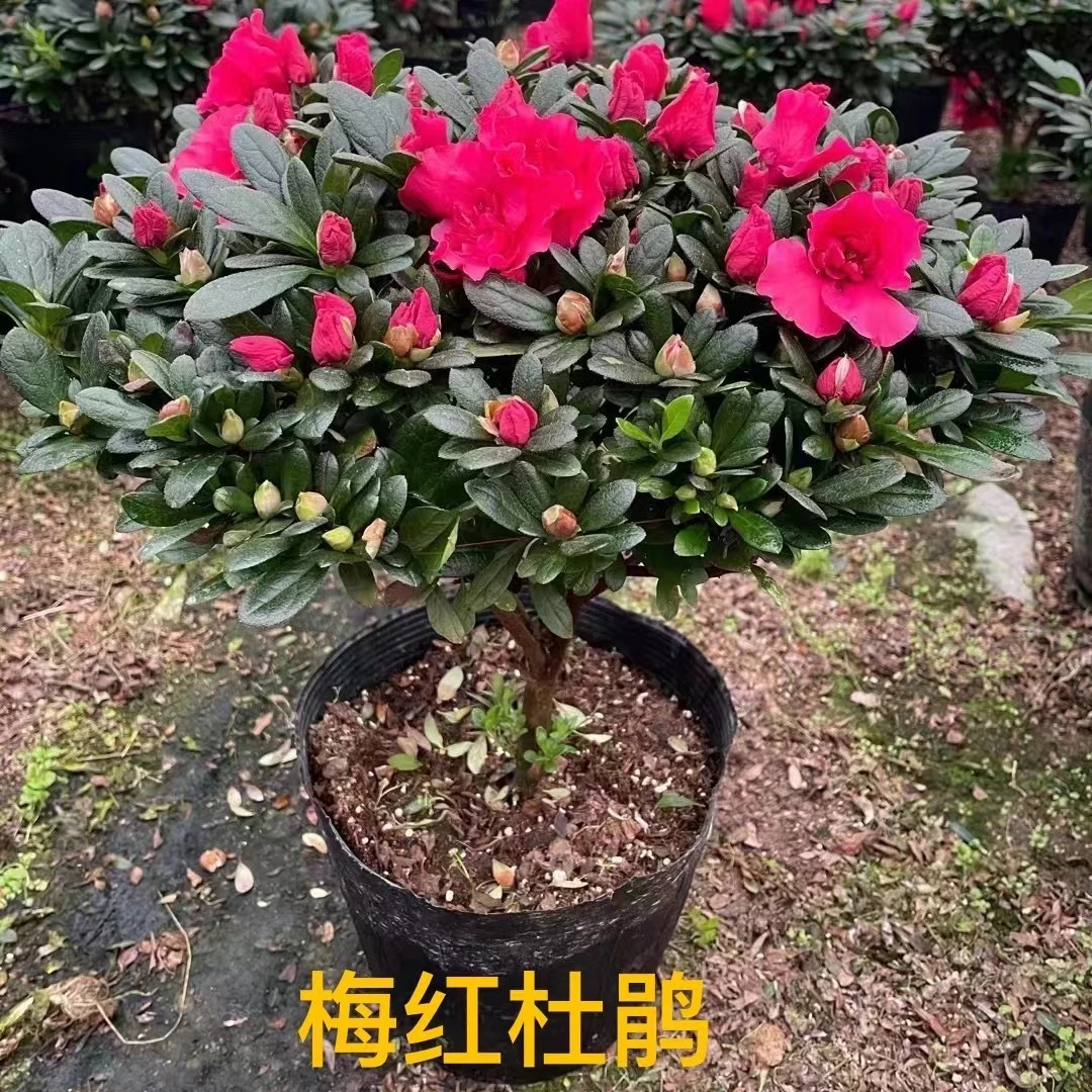 杜鹃花原盆原土发货花卉绿植