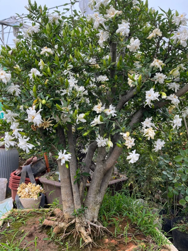 黑松 黄杨 三角枫 白蜡 罗汉松等一物一拍所见即所得大中小微盆景