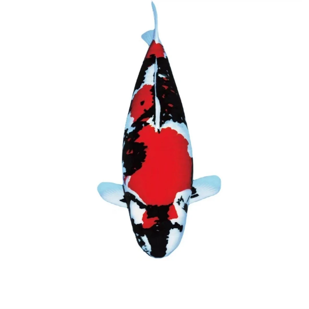 锦鲤25公分50条45公分左右50条