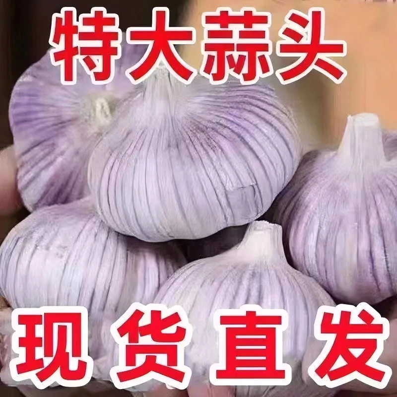 正宗紫皮蒜食用新鲜精选优质饱满自然种植产品白皮大蒜原产地蒜头