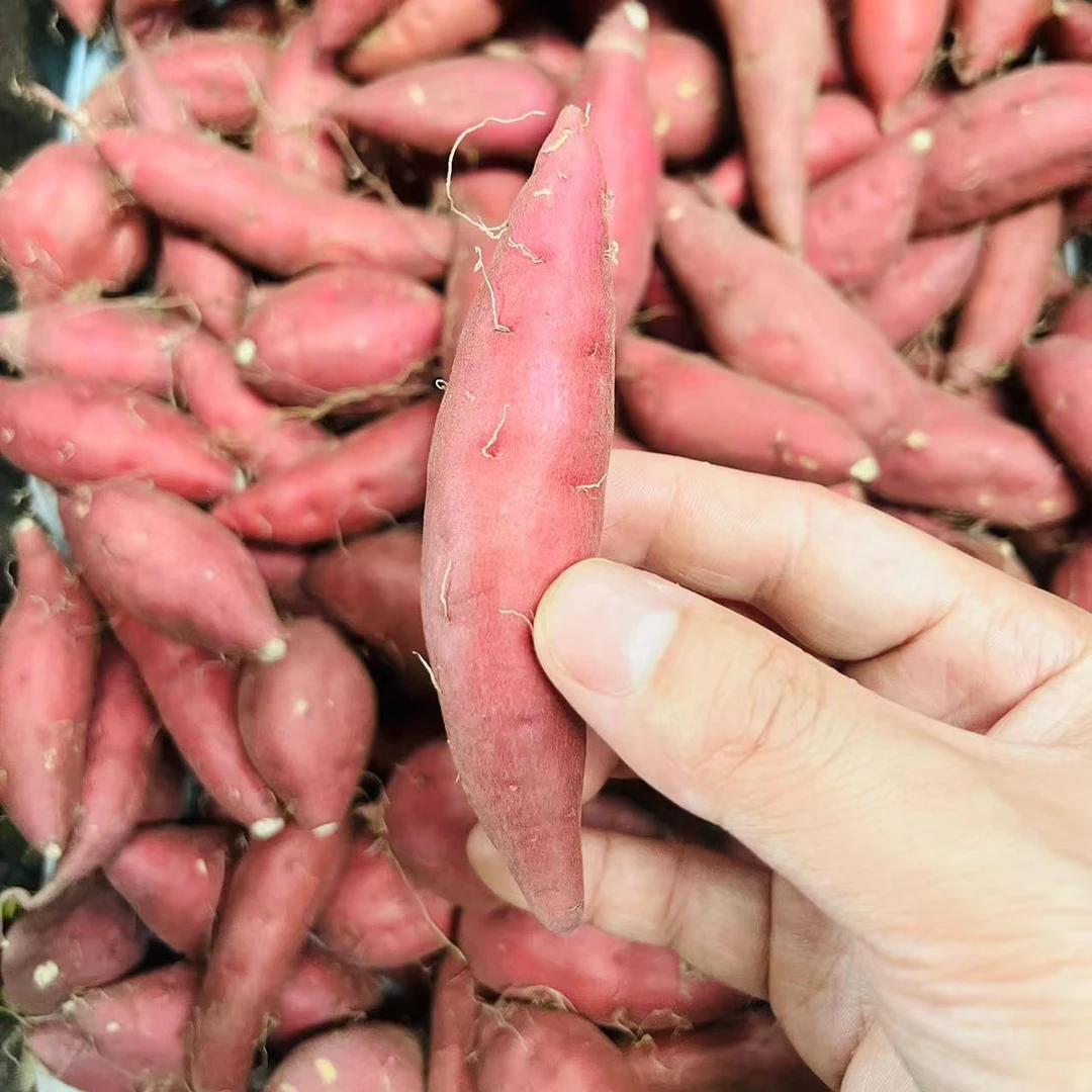 海南桥头板栗蜜薯宝宝果新鲜优选软糯香甜先挖沙土地瓜