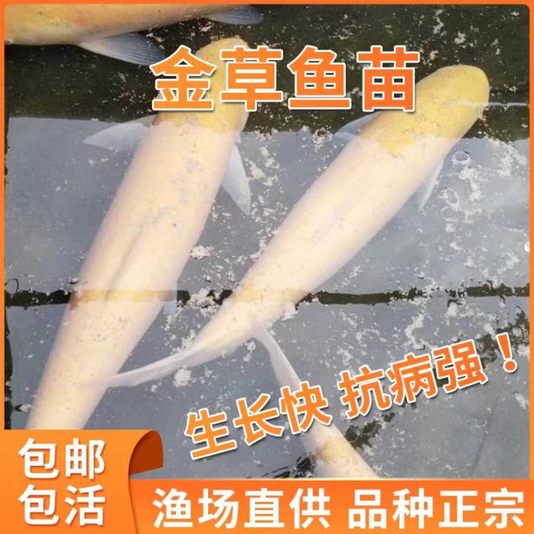 正宗金草金丝草鱼金丝皖鱼红草鱼渔场直供批发观赏鱼冷水包活运输