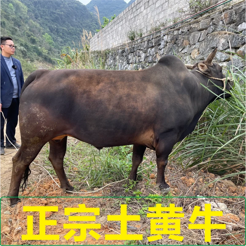 【后腿肉】正宗农村土黄牛新鲜现杀-顺丰包邮