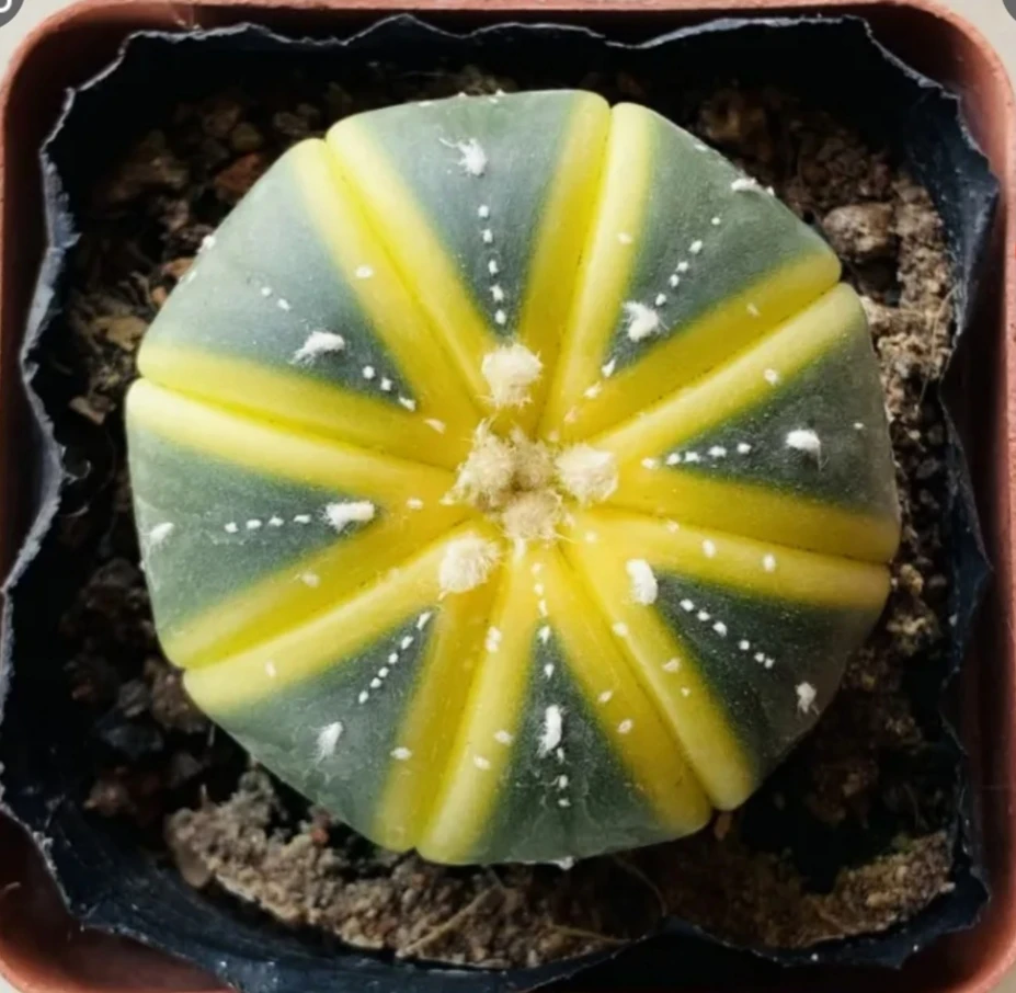 星兜锦酷似贝贝南瓜多肉植物