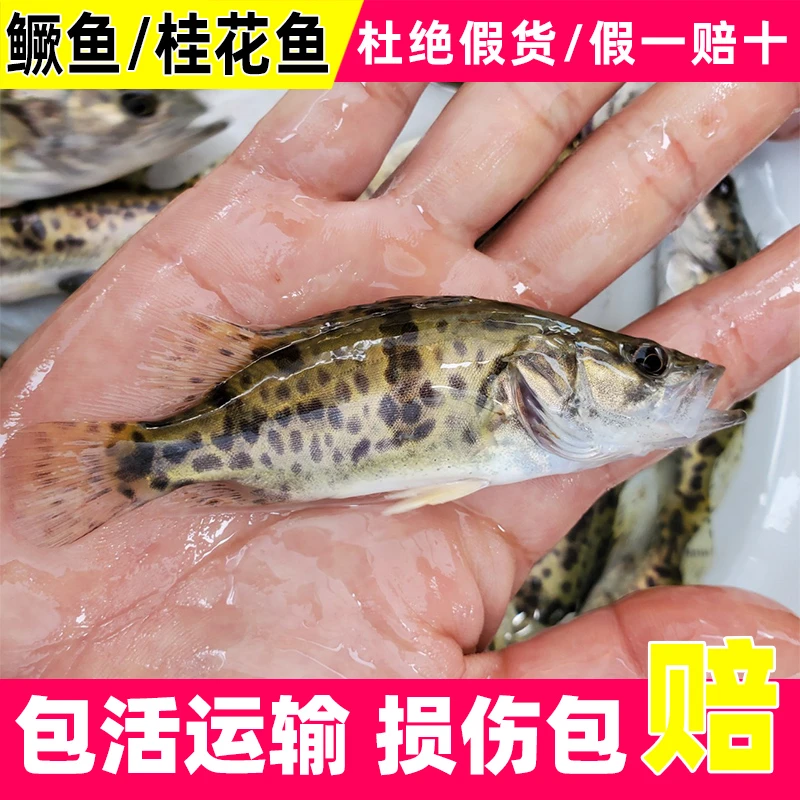 鳜鱼5-15CM 1-5g小规格翘嘴鳜桂花鱼水族观赏渔场直销