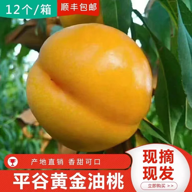 正宗平谷树熟黄油桃香甜多汁现摘现发净含量6斤