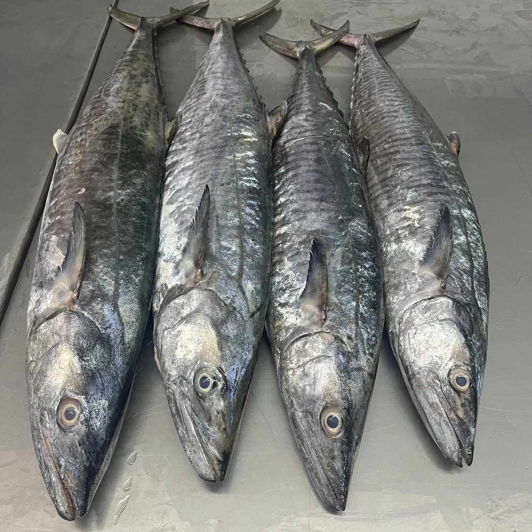 7斤新鲜正宗康氏马鲛鱼整条帮切广东茂名博贺港顺丰冷链发货包邮