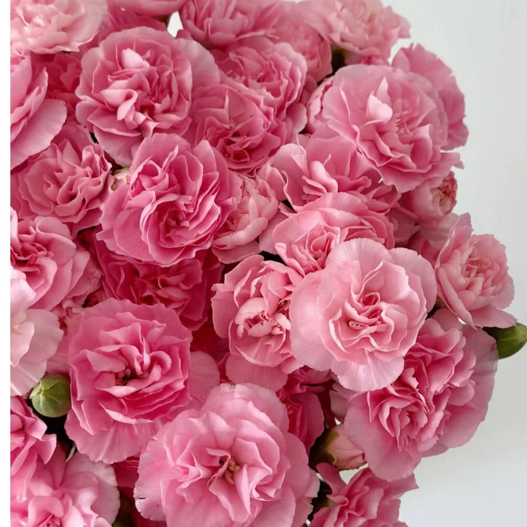 【云卉商城】A级鲜切花#多头康乃馨#杜巴杜#云南直发#20枝