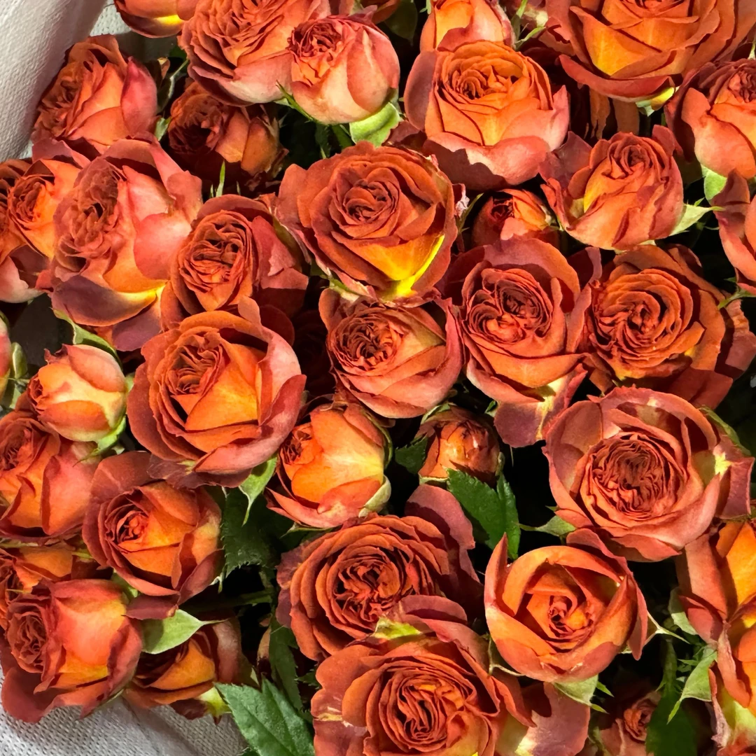 【云卉商城】A级鲜切花#多头玫瑰#巧克力泡泡#云南直发#10枝