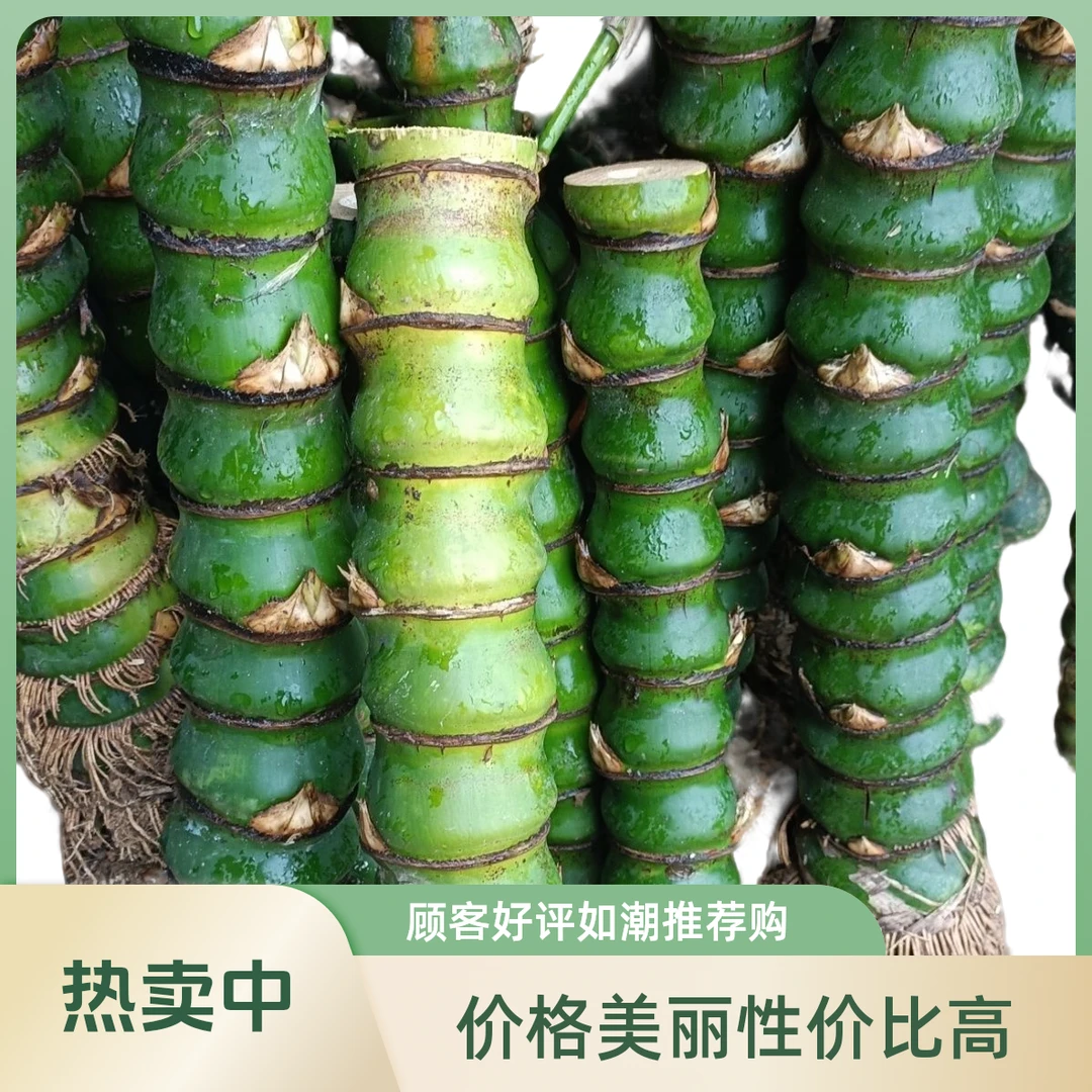 禅意佛肚竹葫芦竹阳台庭院绿植盆栽四季常青寓意好竹来富贵报平安