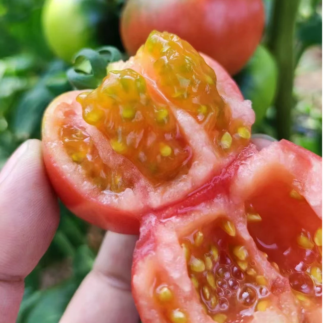 舒马生鲜新姐助农盘锦碱地水果番茄5斤装酸甜绿皮红瓤甜脆爽自然