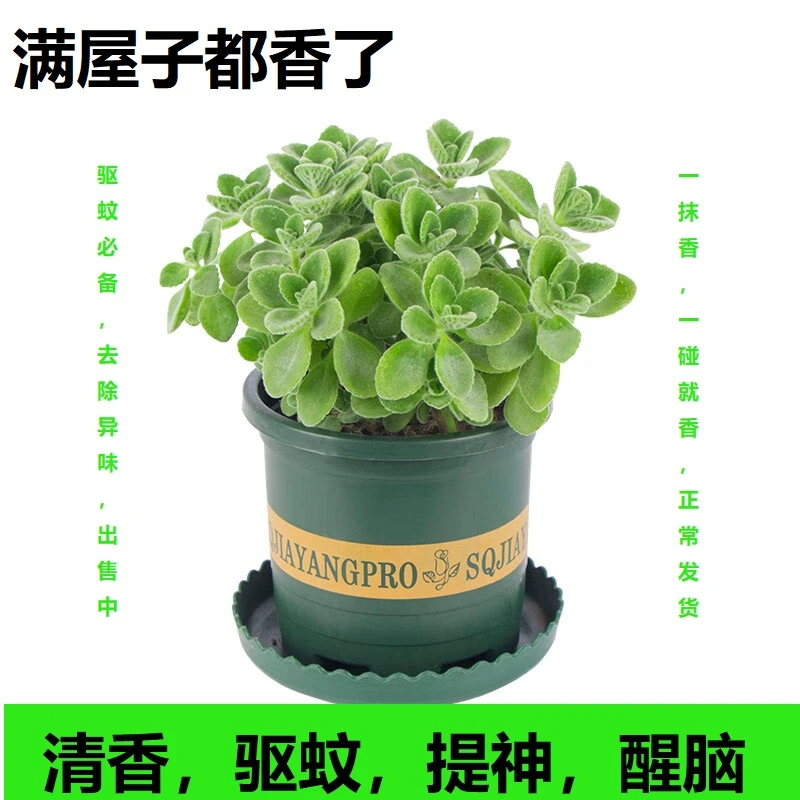 碰碰香盆栽一抹香喷喷香随手室内驱蚊多肉老桩植物净化空气好养花
