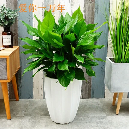 万年青盆栽植物室内大型绿植吸甲醛净化空气四季常青大叶金钻好养