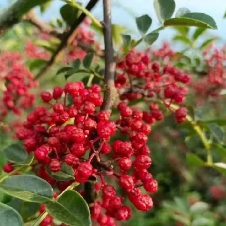 毕节大方土特产大红袍新鲜花椒