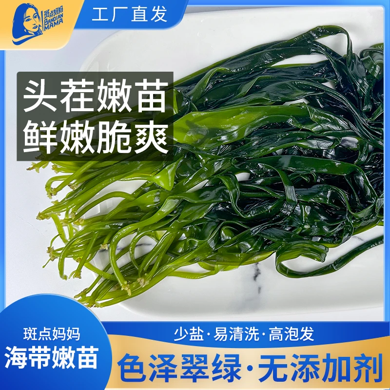福建霞浦海带嫩苗，海洋头茬采摘，新鲜盐渍，凉拌火锅脆爽，好吃营养