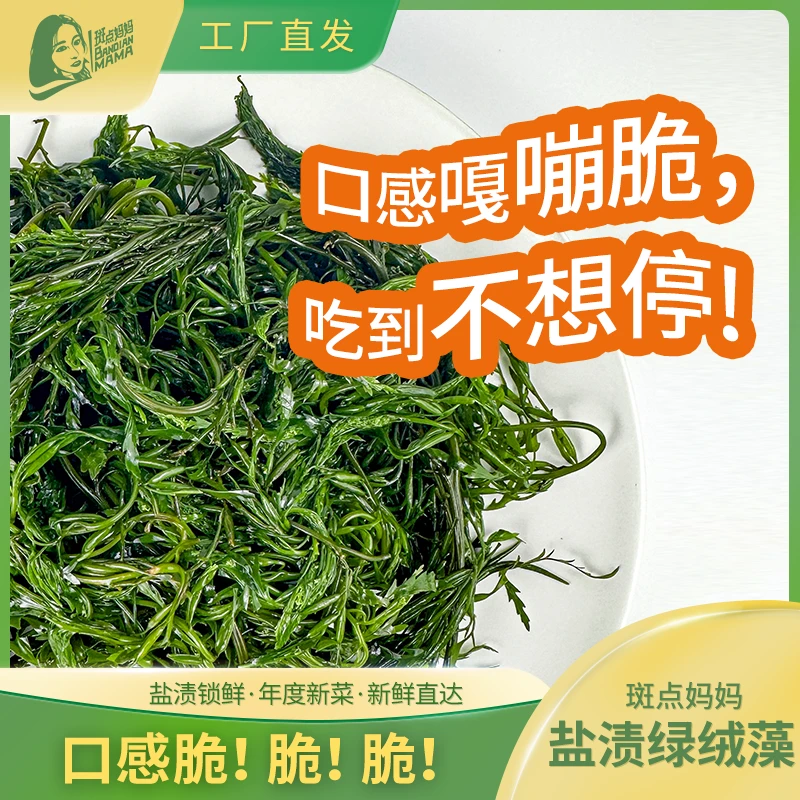 盐渍绿绒藻凉拌涮火锅脆爽营养福建霞浦新鲜发货优质食材农产品