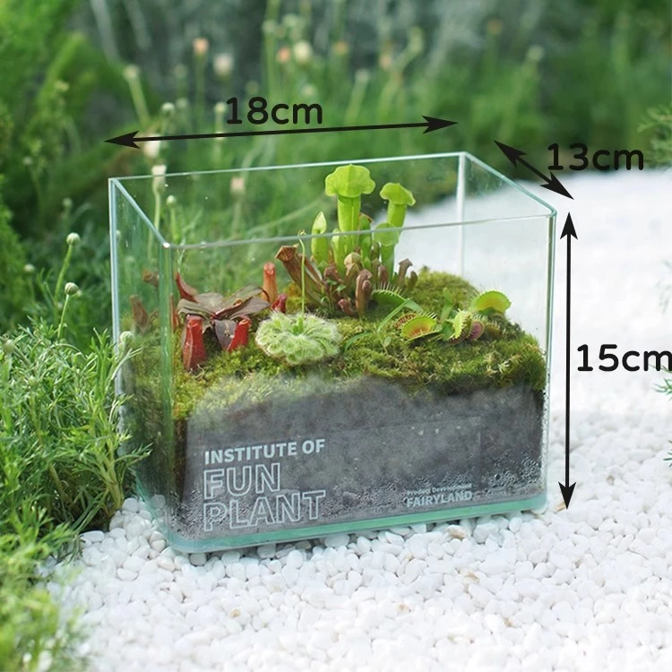 桌面秘密花园客厅办公室内治愈系微景观情绪植物免浇水简单易养活