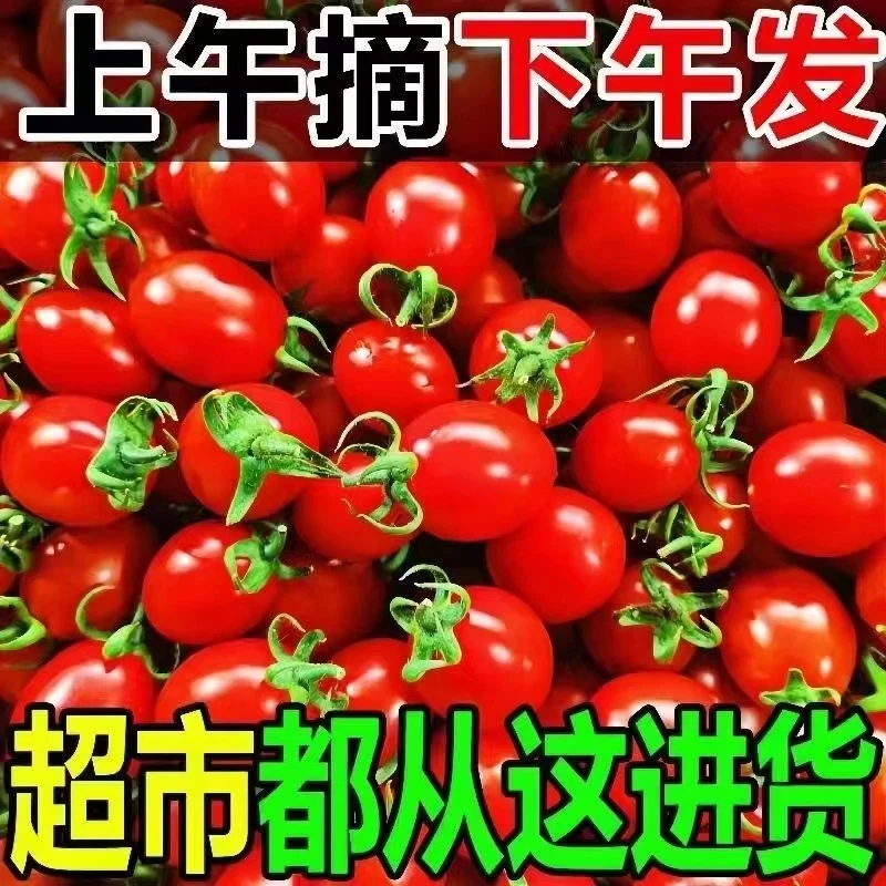 H红圣女果正宗广西田阳圣女果5斤小番茄孕妇新鲜应季水果现摘