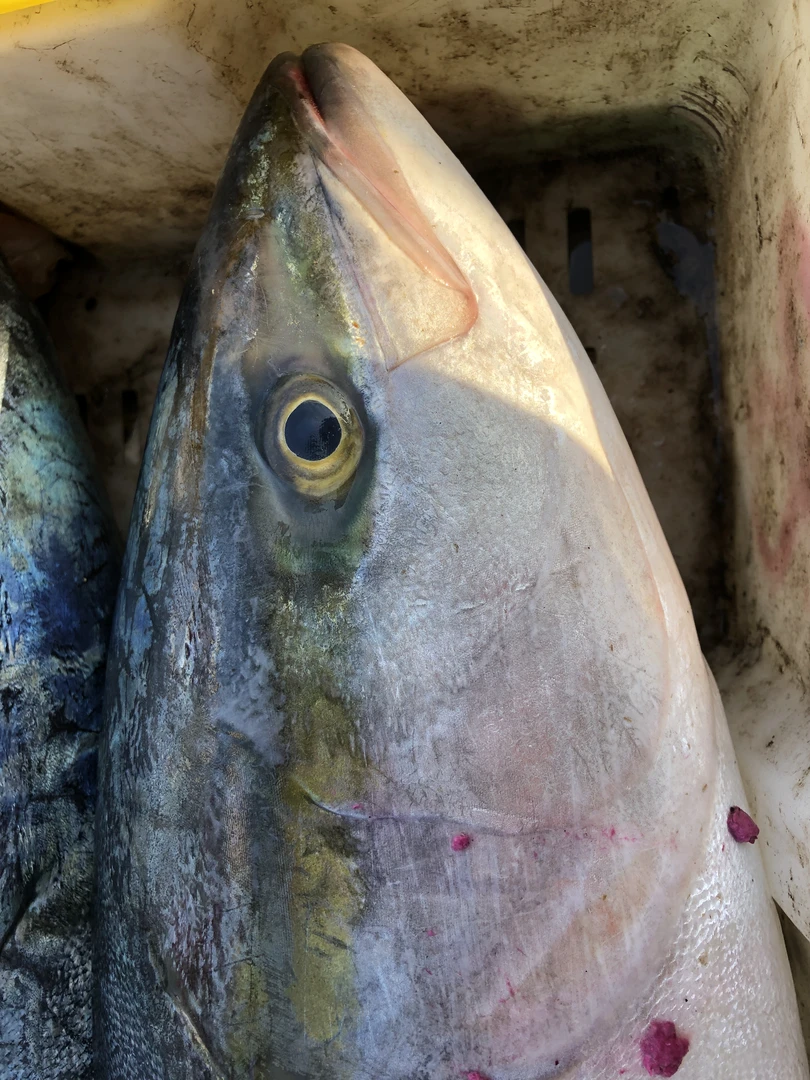 博博 五斤江浙沪专属链接 码头现场称重 客户指定渔类