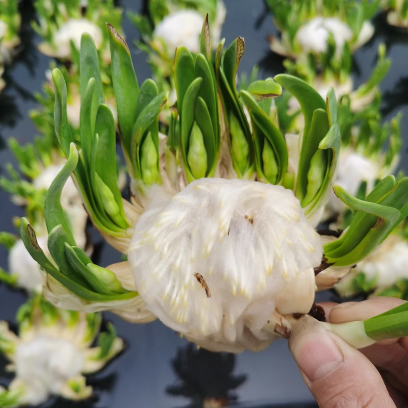 雕刻水仙花养护好带花苞正宗漳州特产水培花香浓香型