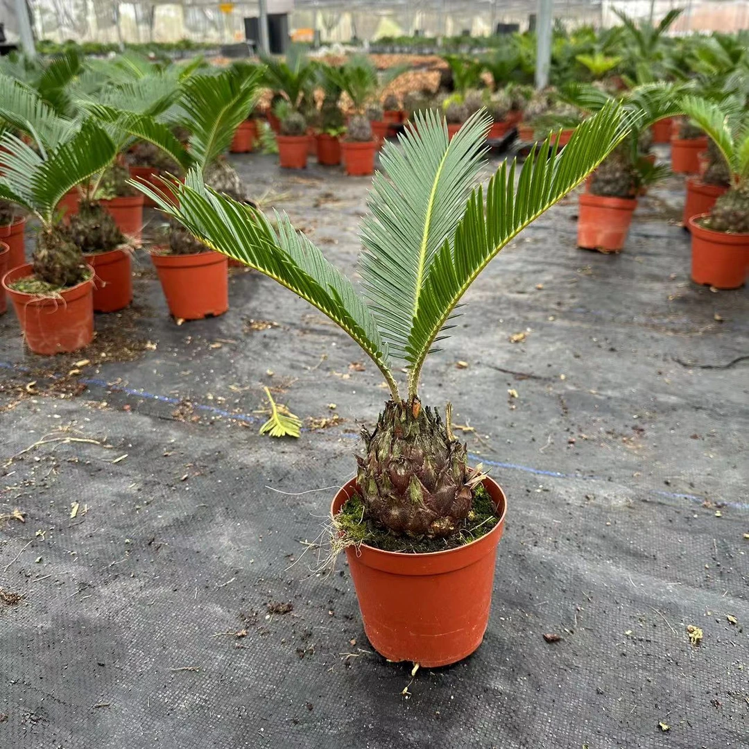 铁树盆栽单头室内外种植土培水培耐寒