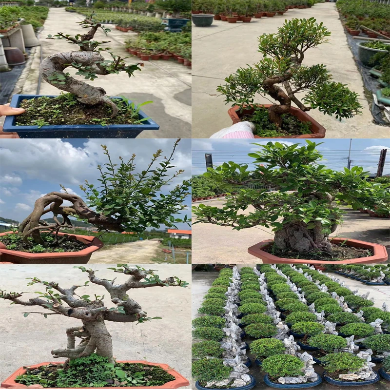 罗汉松 紫檀 澳洲衫 黄杨 赤楠 虎皮榕 黑檀 黑骨茶 香兰 等盆景