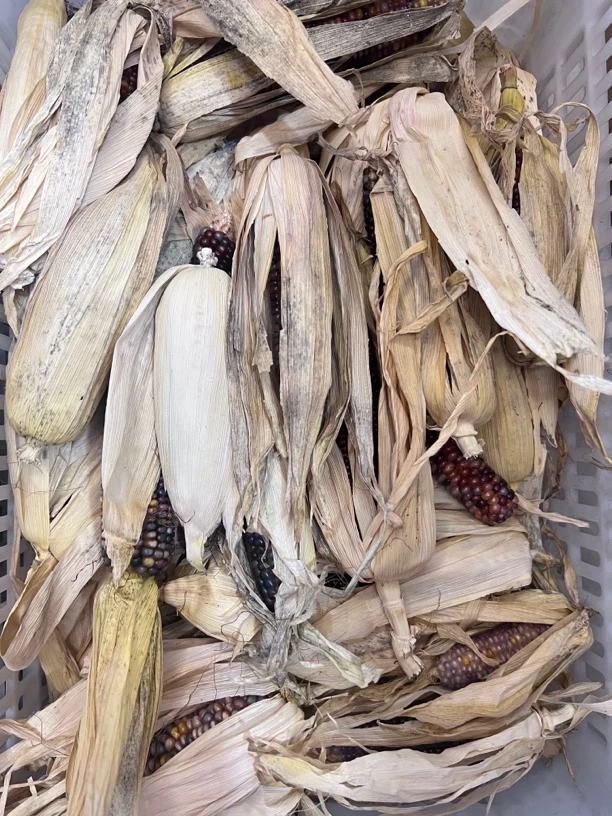 慧姐-文玩玉米现扒现选（一物一拍）满50包邮 专属链接他人勿拍！