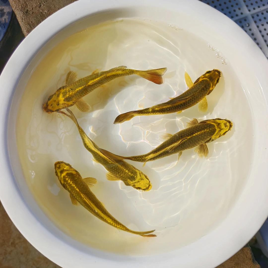 景初精品火焰尾古黄金锦鲤鱼观赏鱼黄金古黄金发货活体进口