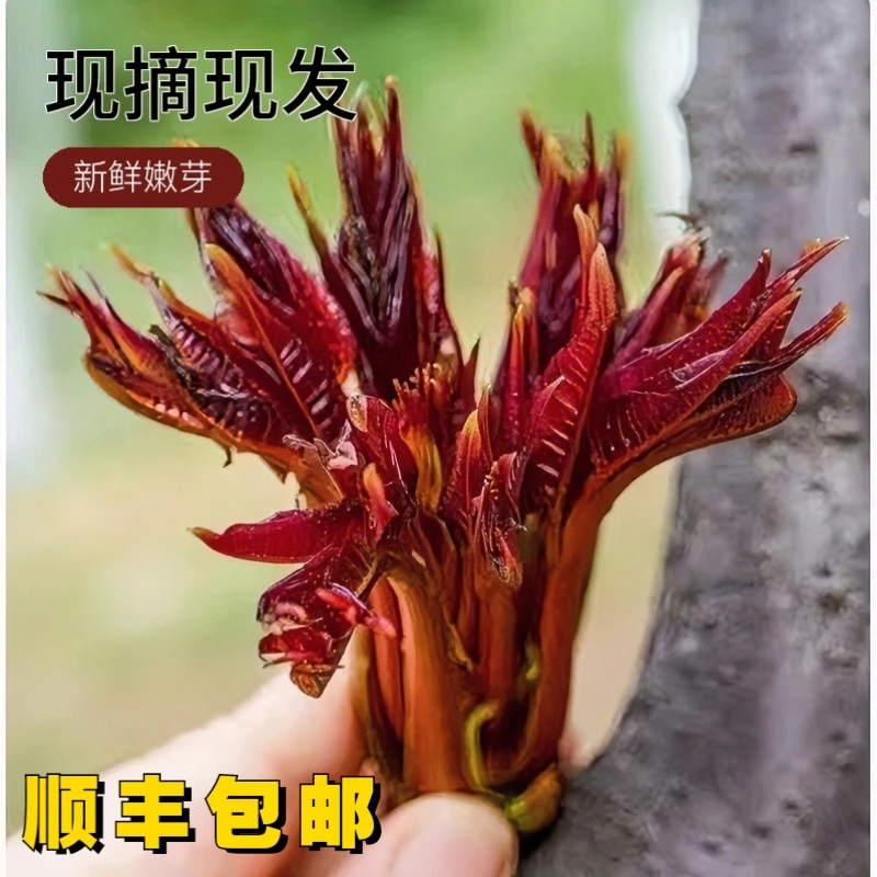 【顺丰包邮】25年露天新鲜春芽头茬应季蔬菜现摘现发嫩芽春芽新鲜