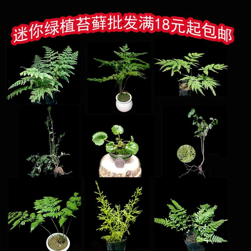 雨林缸水陆缸吸水石假山造景植物材料微景观小盆景绿植鲜活苔藓