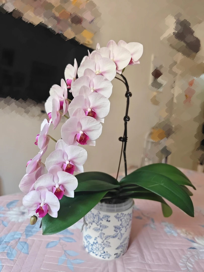 蝴蝶兰苗【杭州美女】3.5寸平杯成熟苗微瑕疵（满30包邮）