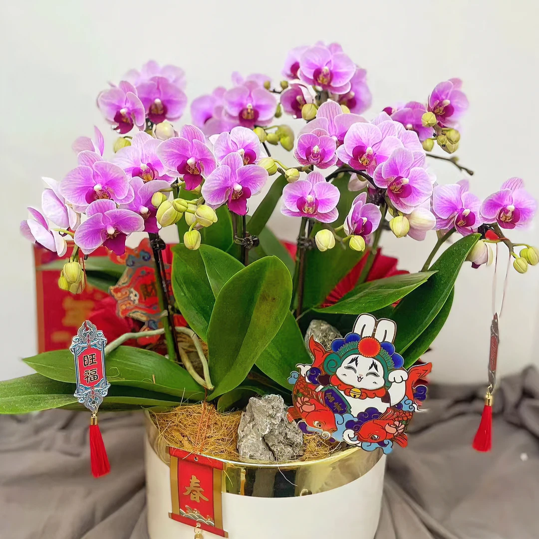 蝴蝶兰【第二名-宝贝】3.5寸杯苗  （满30包邮）
