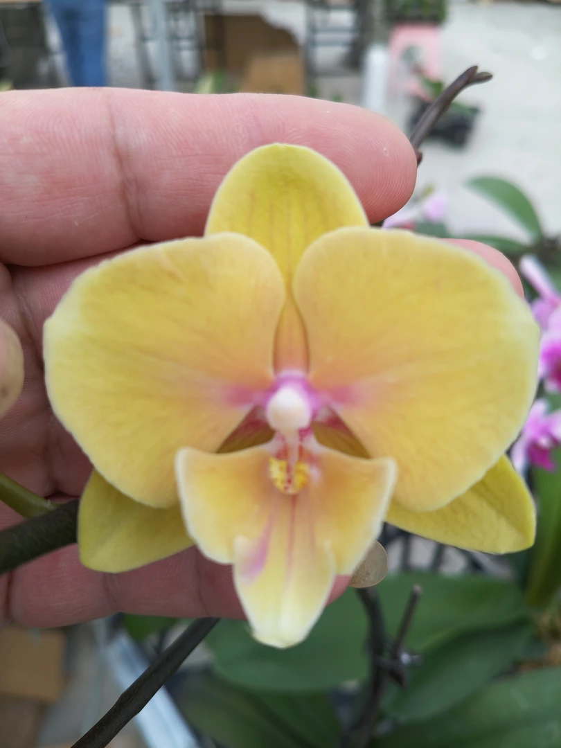 蝴蝶兰苗【中轮黄花】3.5寸杯苗 叶片微瑕（满30包邮）
