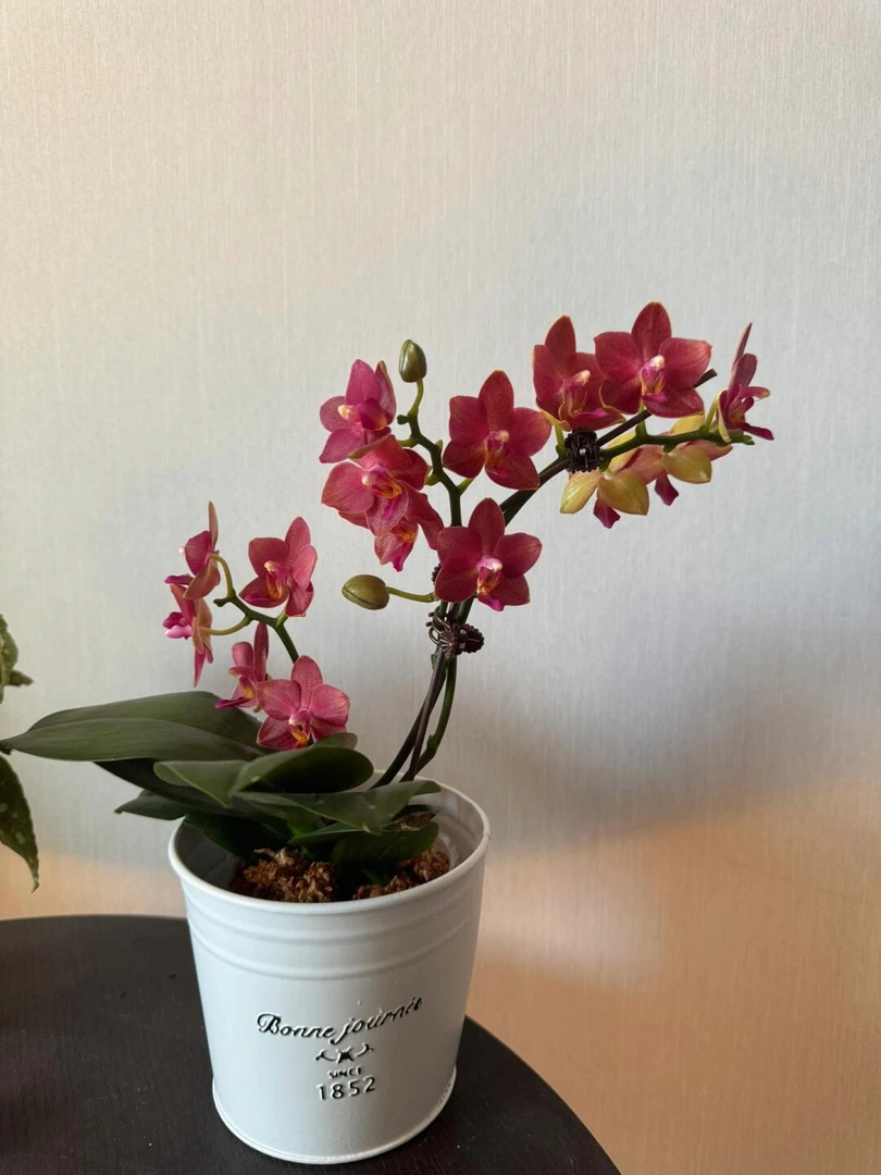 蝴蝶兰苗【闪边樱桃番茄】2.8寸杯苗（满30包邮）