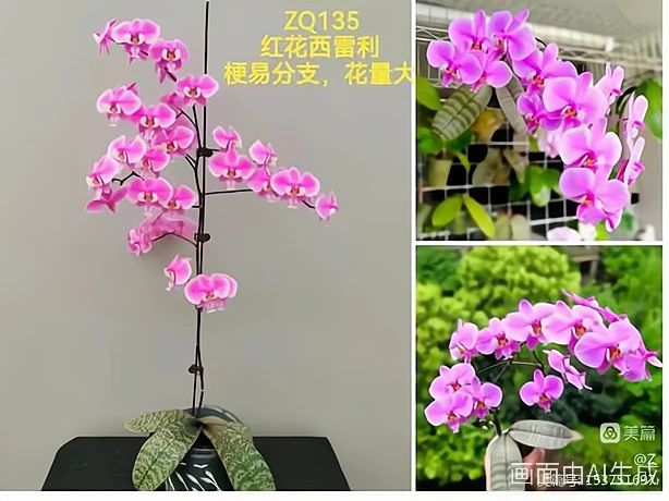蝴蝶兰苗【ZQ135红花西雷利】2.8寸杯苗 看不到根 介意勿拍