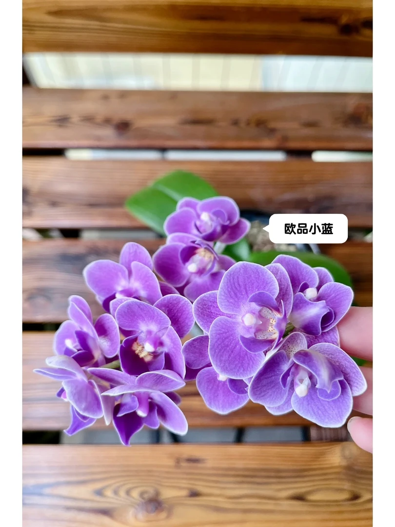 蝴蝶兰苗【欧洲小蓝】2.8寸杯苗 带梗