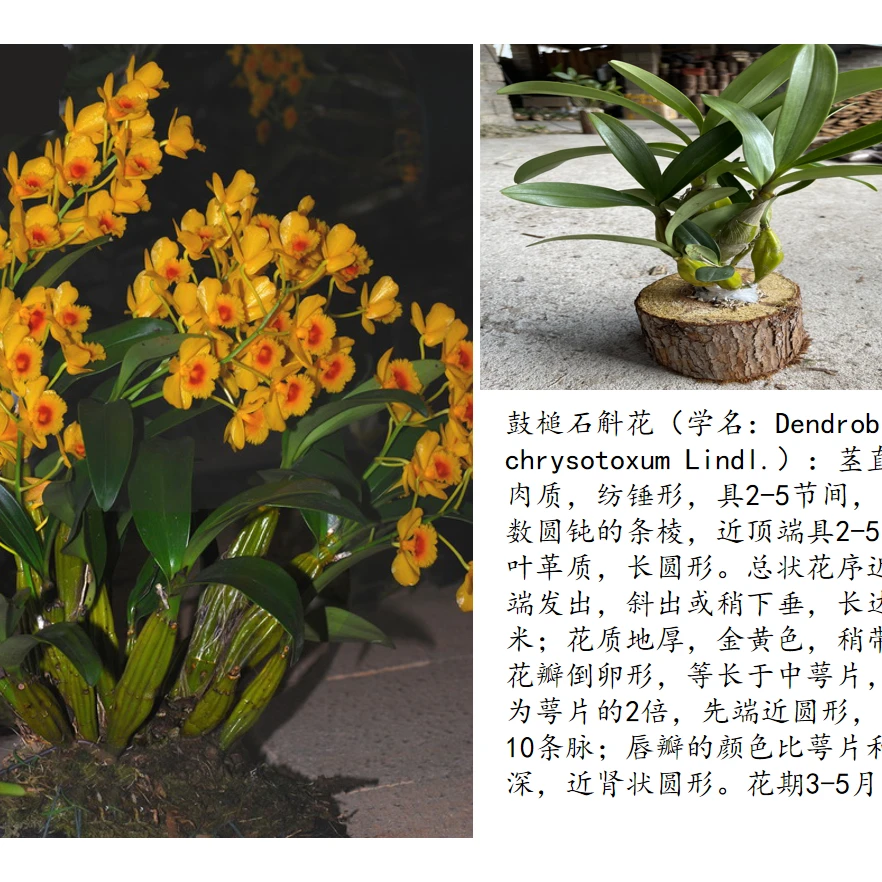 鼓槌石斛花（开花爆花，蜜香味易活生长）金黄色产地常绿室内外香气