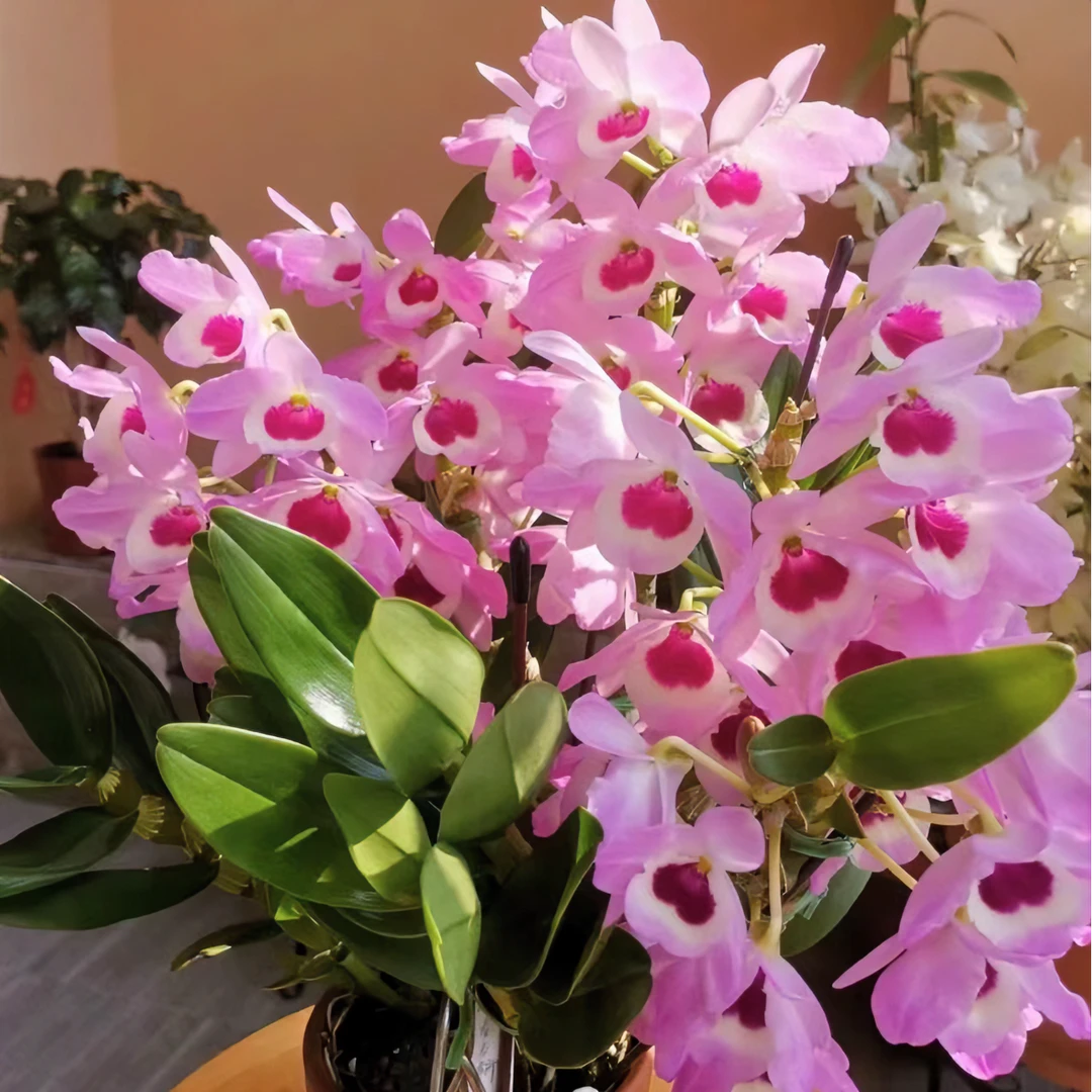 京都之夏春石斛（日本春石斛，花色鲜艳，美丽动人，花色浓香7月开花）