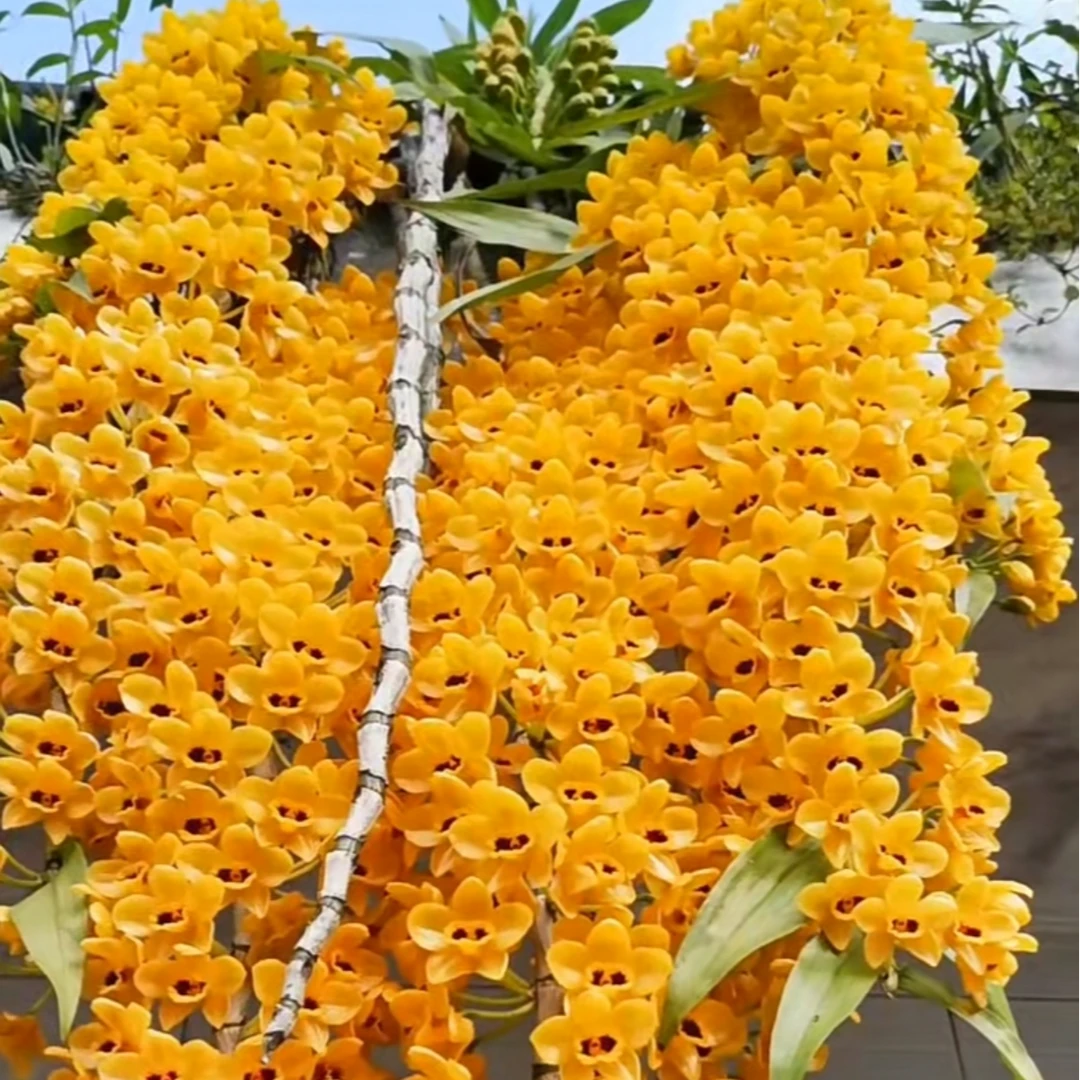 散苗束花石斛（黄金瀑布，一年两次花，开花浓香）能吃实物使用好看美