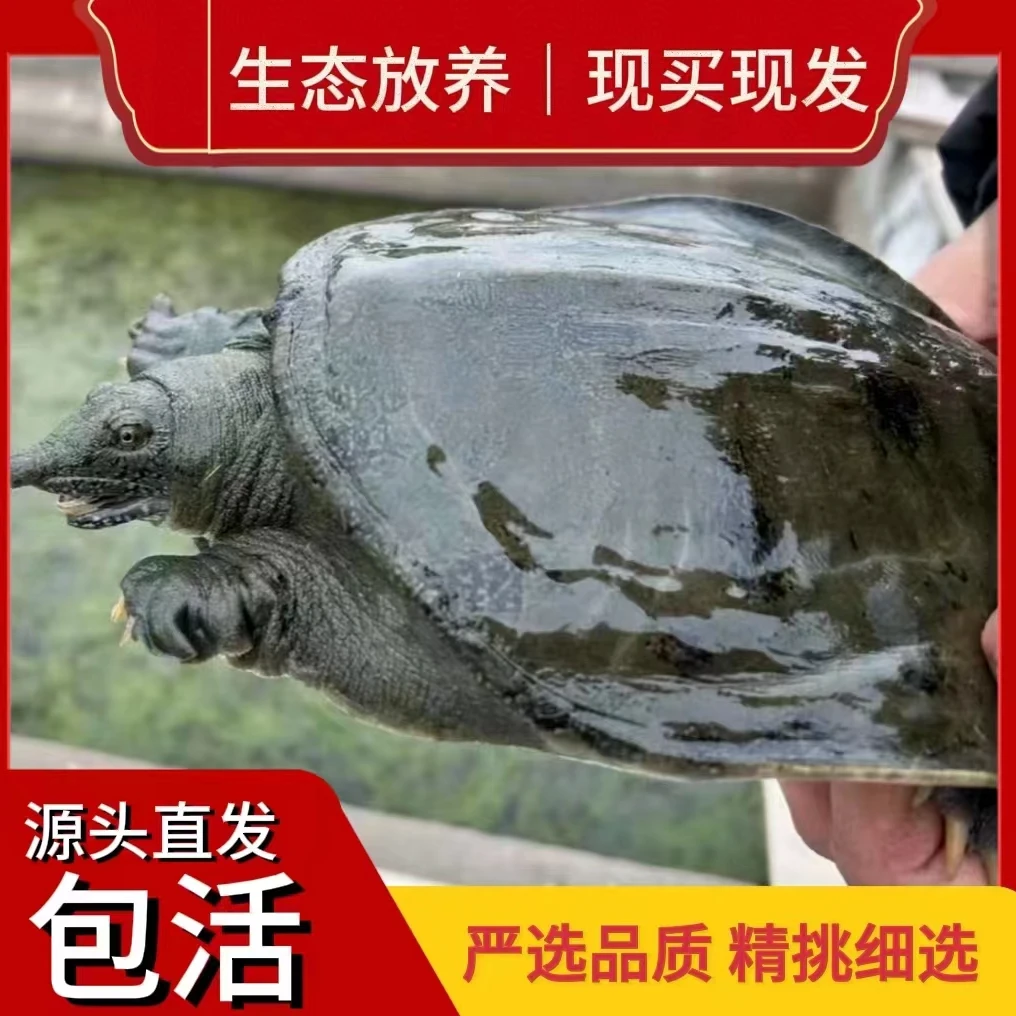 HZ【浙江基地拍一发2只】鲜活生态甲鱼营养丰富2只共5-6斤 顺丰包邮