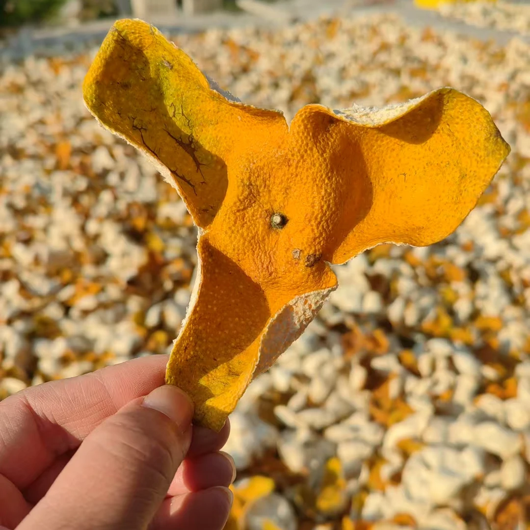 新会陈皮2024年梅江老树圈枝大红皮