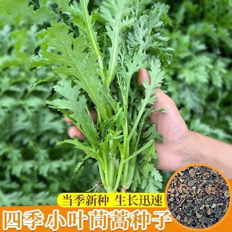 小叶茼蒿种子清香光杆茼蒿冬季菜春季四季室外播种播耐寒蔬菜高产