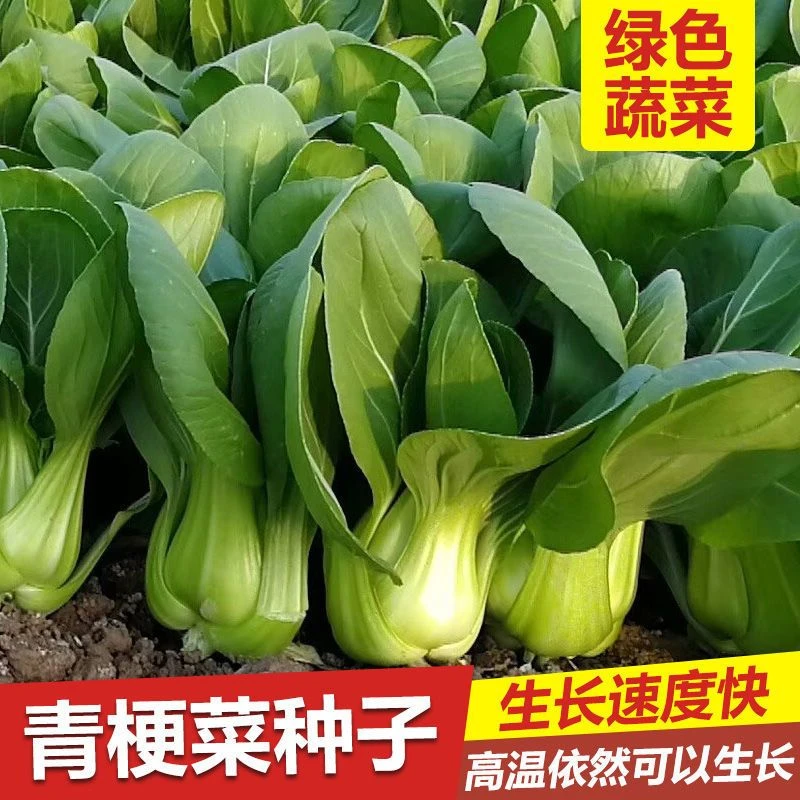 四季播种上海青种子矮脚青梗小油菜不分种植季节全国适应品质高