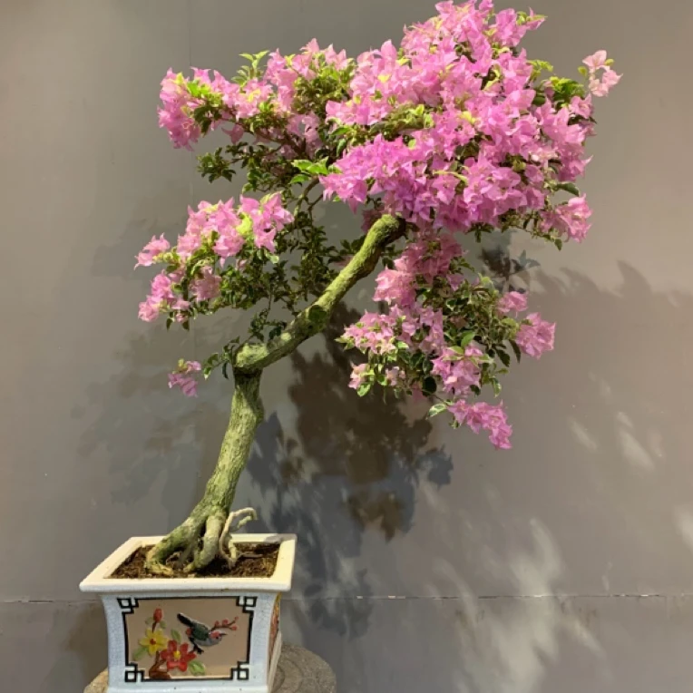 银边水仙紫三角梅老桩