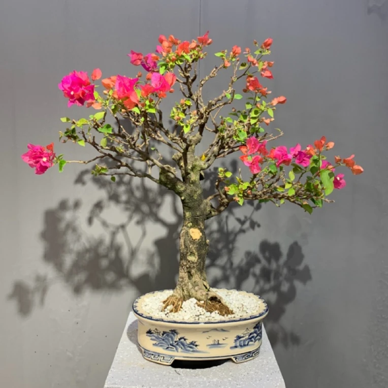 同安红三角梅海岛风老桩