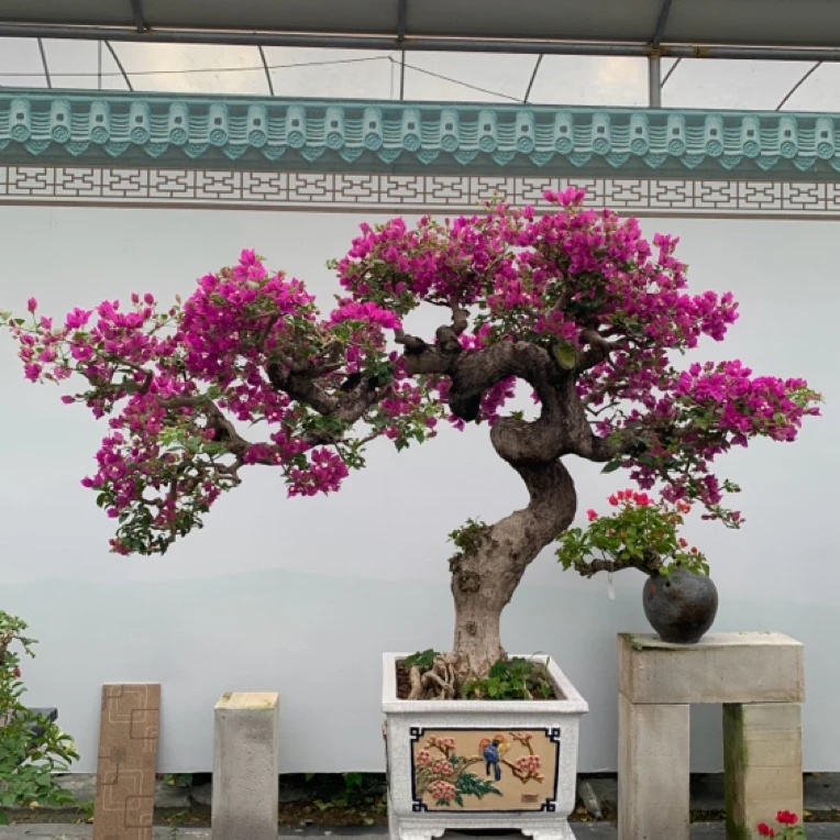 小叶紫游龙出飘三角梅老桩