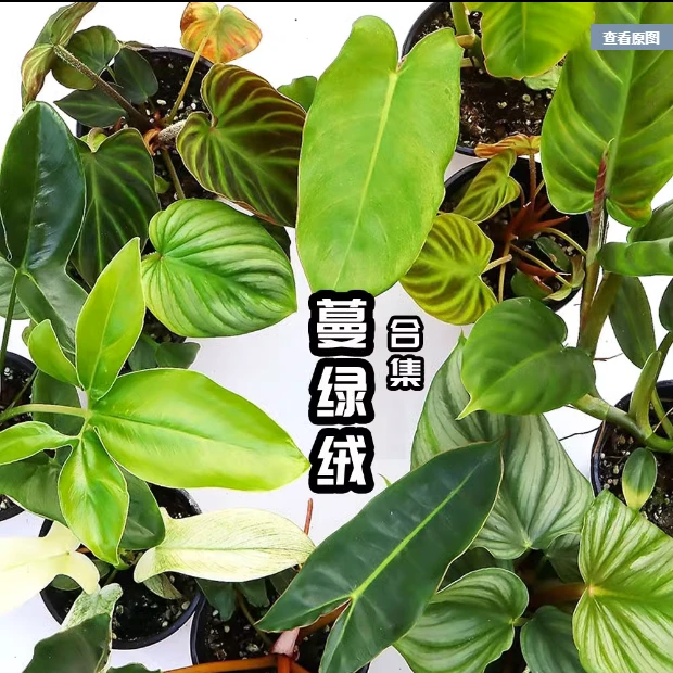 蔓绿绒盆栽南美荧光橙柄锦化布喏大理石粉公主热代网红ins风植物