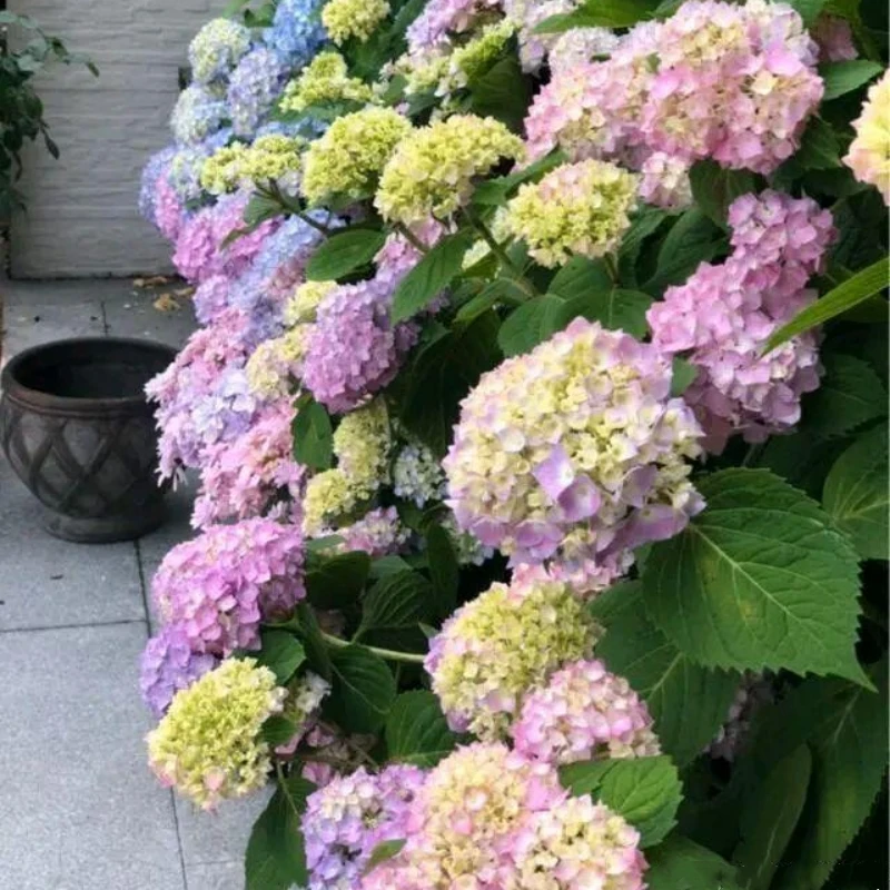 无尽夏绣球盆栽落跑新娘花苗大花室外庭院阳台四季老桩懒人易养活