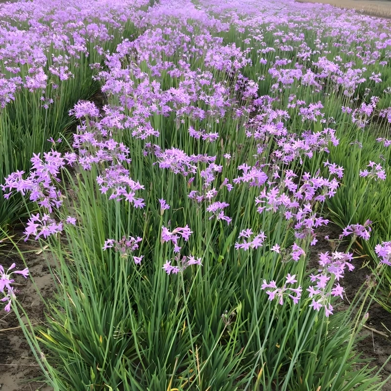 紫娇花盆栽室外花镜植物耐寒耐热多年生花卉阳台庭院花苗带花发货
