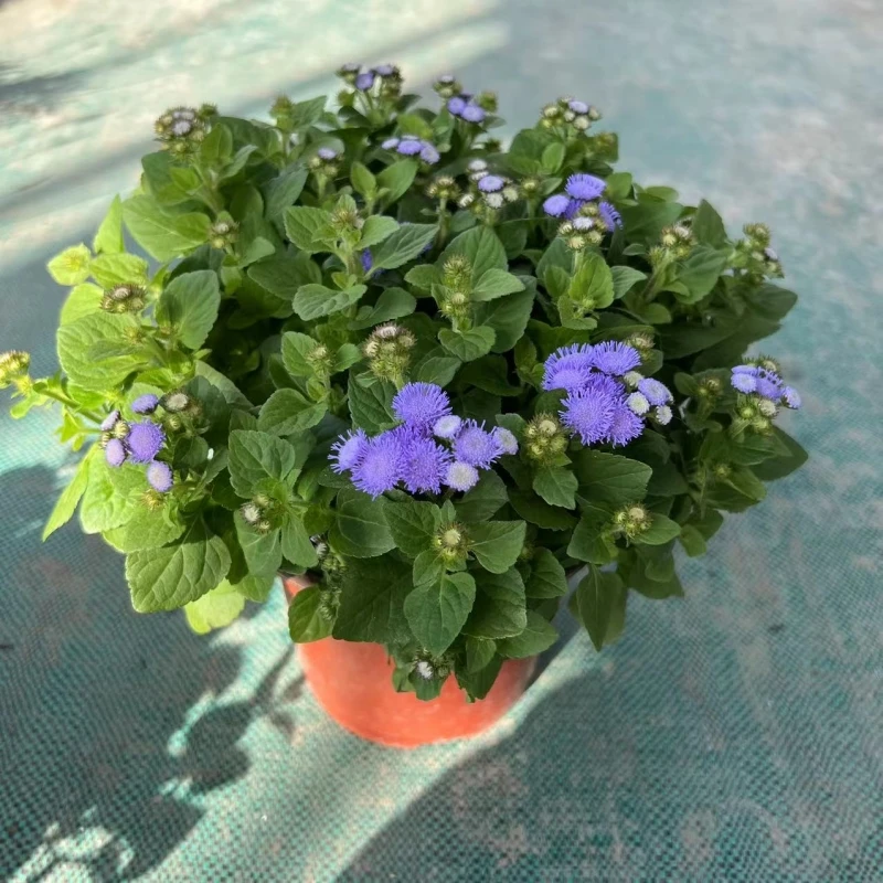 藿香蓟盆栽带花大苗防红蜘蛛阳台室外庭院地被植物花期长耐寒好养
